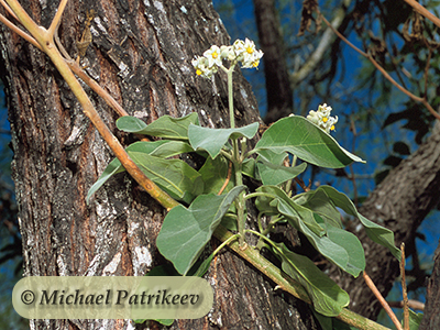 Potato-tree (Solanum erianthum)